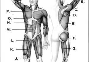 Muscular System Worksheet Along with A Child S Muscle Strength is Tested During A Physical Exam