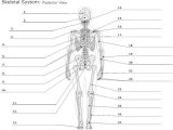 Muscular System Worksheet Also 21 Best I Heart Anatomy Images On Pinterest
