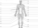 Muscular System Worksheet Also 25 Best Muscle Blank Images On Pinterest