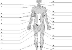 Muscular System Worksheet Also 25 Best Muscle Blank Images On Pinterest