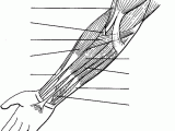 Muscular System Worksheet Also Label the Muscles Of the Arm