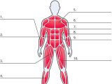 Muscular System Worksheet and 89 Best Worksheets and Quizzes Images On Pinterest