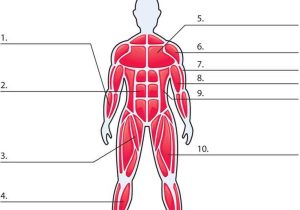 Muscular System Worksheet and 89 Best Worksheets and Quizzes Images On Pinterest