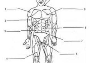 Muscular System Worksheet Answers Along with How the Body Works the Muscles Worksheet Answers Worksheets for All