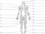 Muscular System Worksheet Answers Also 130 Best Anatomy the Muscles Images On Pinterest