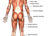 Muscular System Worksheet Answers Also Charmant Human Body Muscle Chart Zeitgenössisch Menschliche