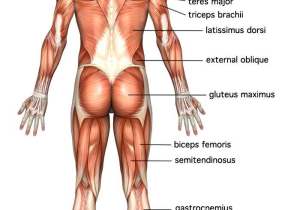 Muscular System Worksheet Answers Also Charmant Human Body Muscle Chart Zeitgenössisch Menschliche