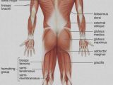 Muscular System Worksheet Answers Also Großartig Muskelsystem Quiz Bilder Menschliche Anatomie Bilder