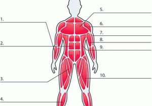 Muscular System Worksheet Answers Also How the Body Works Muscles Activity there is