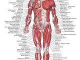 Muscular System Worksheet Answers Also Muscular System Medical Educational Poster 24×36 Scientific Body