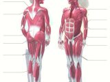 Muscular System Worksheet Answers Also Muscular System Printable for Kids Anatomy Labelled