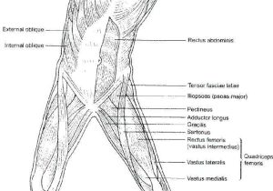 Muscular System Worksheet Answers and Muscle Coloring Pages Muscular System Coloring Pages Anatomy
