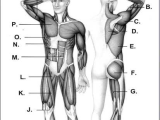 Muscular System Worksheet Answers and Muscular System