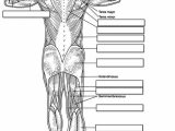Muscular System Worksheet Answers as Well as 130 Best Anatomy the Muscles Images On Pinterest