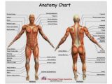 Muscular System Worksheet Answers as Well as Printable Human Muscular System Muscles