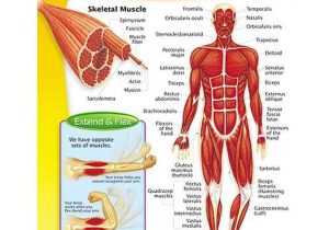 Muscular System Worksheet Answers together with Chart Muscular System