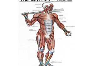 Muscular System Worksheet Answers together with Fein Wo ist Die Lage Rectus Abdominis In Den Körper Ideen