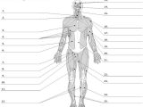 Muscular System Worksheet Answers together with Learn Anterior Muscles by Alysenbeasley6 Memorize