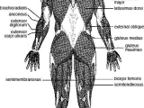 Muscular System Worksheet Answers together with Major Skeletal Muscles