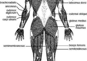 Muscular System Worksheet Answers together with Major Skeletal Muscles