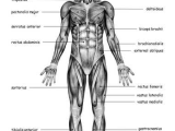 Muscular System Worksheet Answers together with Muscular System Diagrams Study Label Quiz & Color by