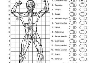 Muscular System Worksheet Answers with Free Teacher Websites for Worksheets Fresh Muscular System Worksheet