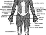Muscular System Worksheet Answers with Major Skeletal Muscles