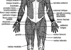 Muscular System Worksheet Answers with Major Skeletal Muscles