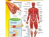 Muscular System Worksheet as Well as Chart Muscular System