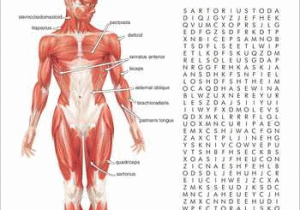 Muscular System Worksheet or Muscle Anatomy