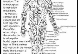 Muscular System Worksheet together with 146 Best Anatomy & Physiology Images On Pinterest
