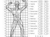 Muscular System Worksheet together with Pin by K M On Nursing Pinterest