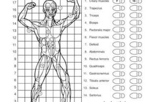Muscular System Worksheet together with Pin by K M On Nursing Pinterest