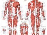 Muscular System Worksheet together with the Muscular System E to Pressure Point Massage therapy In
