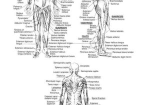 Muscular System Worksheet with 105 Best A&p Lab Study Material Images On Pinterest