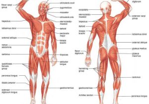 Muscular System Worksheet with 76 Best Anatomy Images On Pinterest