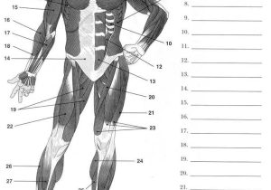 Muscular System Worksheet with 89 Best Worksheets and Quizzes Images On Pinterest
