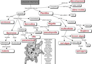 Mutations Worksheet Answer Key Along with Kingdom Protista Concept Key