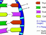 Mutations Worksheet Answer Key Also the Biology Corner