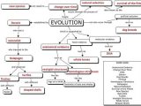 Mutations Worksheet Answer Key together with Evolution Concept Map