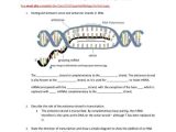 Mutations Worksheet Answer Key with Essential Biology 7 3 7 4 Transcription Translation Ahl