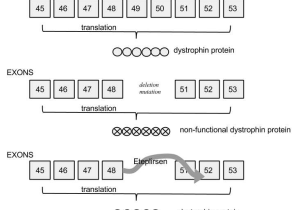 Mutations Worksheet Answer Key with Treating Genetic Disorders