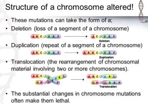 Mutations Worksheet Deletion Insertion and Substitution Along with 1 What are Genetic Disorders Caused by Ppt Video Online