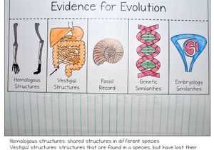 Natural Selection Worksheet or Evolution and Natural Selection Interactive Notebook Activities