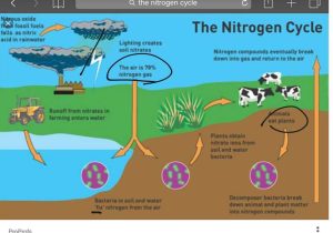 Nitrogen Cycle Worksheet Answers Along with the Nitrogen Cycle Science Earthscience Showme
