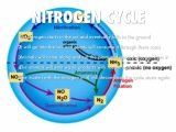 Nitrogen Cycle Worksheet Answers Also De Position and the Nitrogen Cycle by Rachael Smith