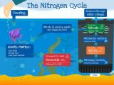 Nitrogen Cycle Worksheet Answers Also the Nitrogen Cycle Of A Fish Tank An Intricate Process
