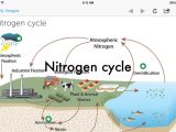 Nitrogen Cycle Worksheet Answers as Well as Mini Portfolio by Sarah Groover