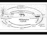 Nitrogen Cycle Worksheet Answers as Well as the Nitrogen Cycle Science Earthscience Environment Showm