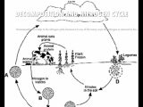 Nitrogen Cycle Worksheet Answers or Nitrogen Cycle Diagram Black and White Galleryhip